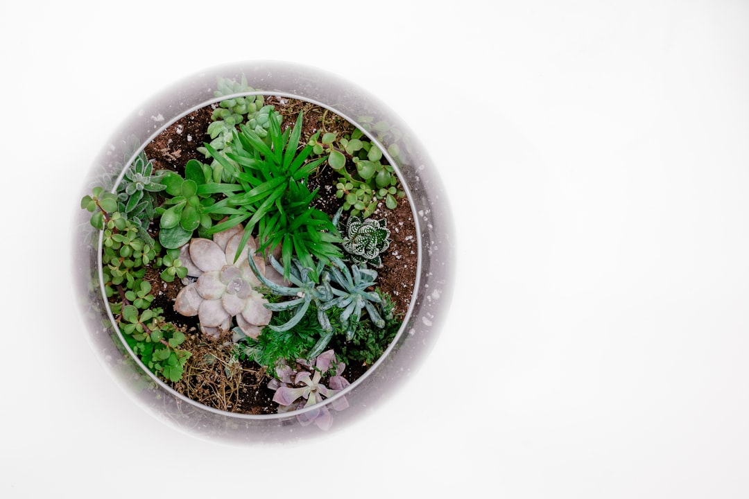 Can you believe I made this terrarium?! It needs some more love but looks great for now. Crop it up, flip it, and reverse it.