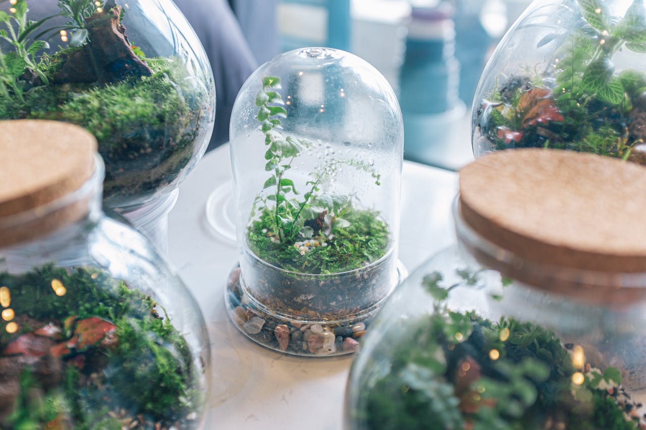 Beautiful terrariums with lush moss and plants under glass domes for indoor gardening.